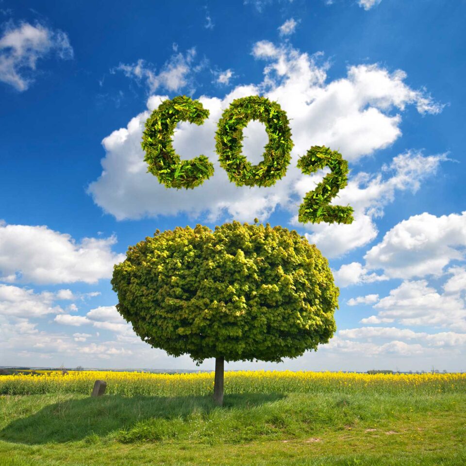 Baum auf Wiese mit dem Schriftzug CO2