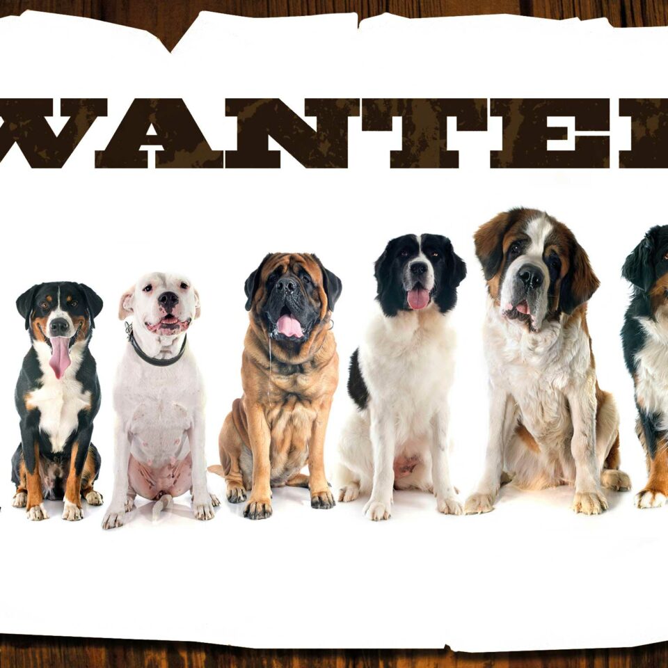 Wanted: Charmantester UKB Hund