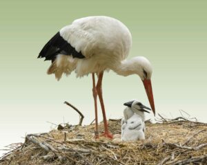 Storch mit ihren Babys